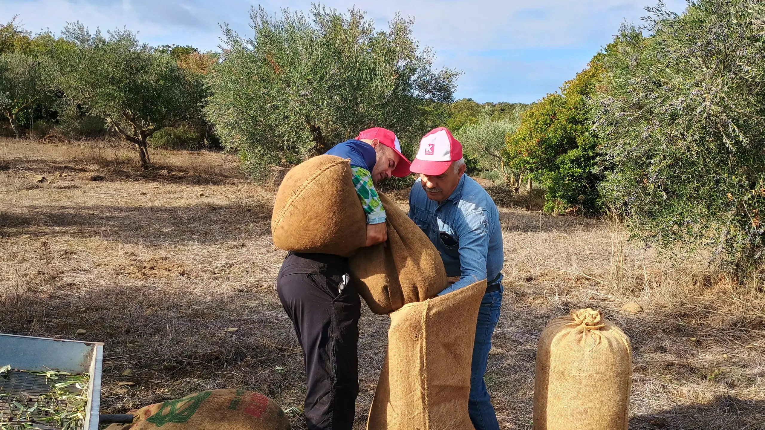 Kalamata olive groves