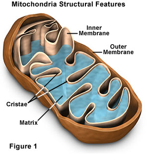 Mitochondrial Health