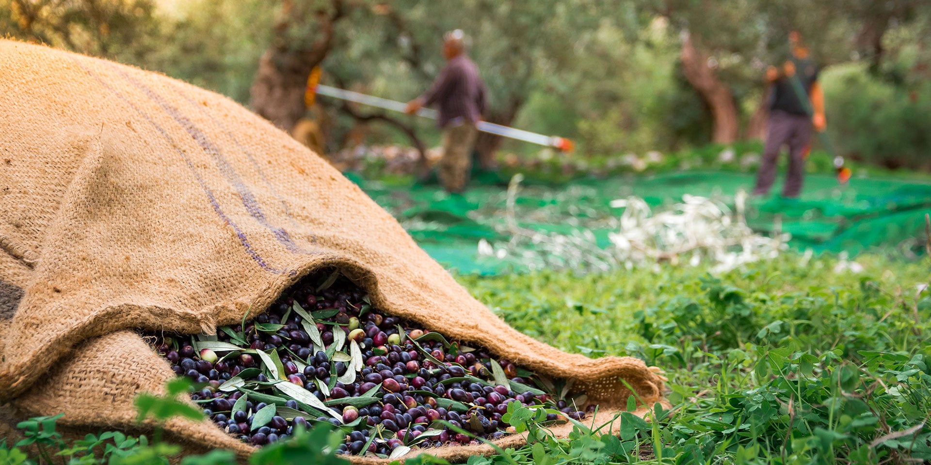 Olive harvest